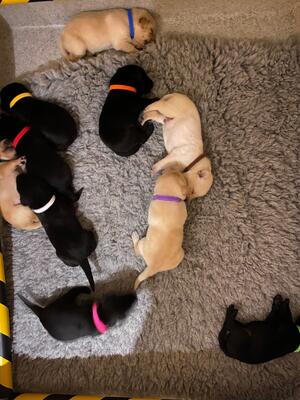 Some of the pups @ 2 weeks