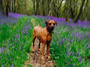 Kashka in the oak wood