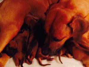 Kashka and her previous puppies