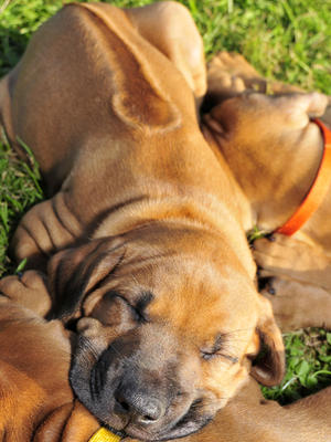 puppy at sleep!
