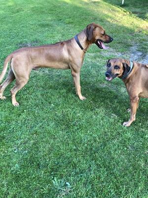 Sofala Lighning Strike the gorgeous Sire and Elsa