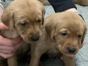 Labrador Puppies