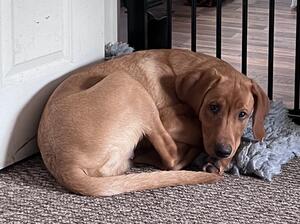 Fox Red Labrador Male Puppy