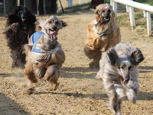 Our Afghan Family Racing