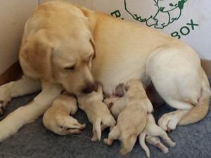 Honey's Pups @ 1 day old.