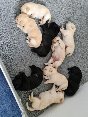 Full Litter