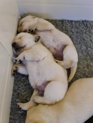 Sleepy yellow pups