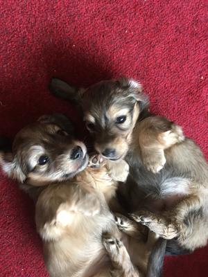 Pedigree Kc Registered Miniature Long Haired Dachshund Puppies In