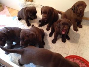Chocolate Box