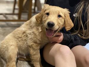 Golden retriever puppies