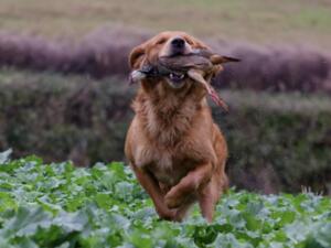 Golden retriever for stud