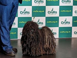 Best of Breed Crufts 2023