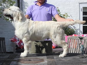 Kevlar at 5 months