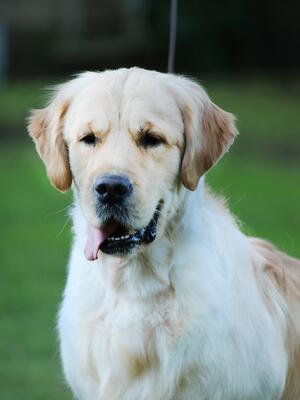 Loki at 18 months
