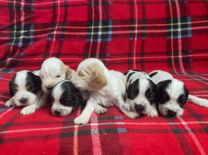 Agnes puppies