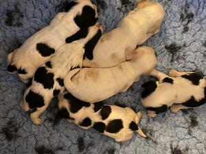 Agnes puppies