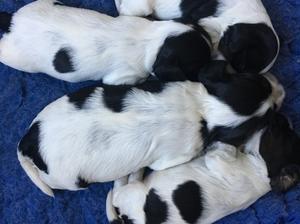 10 days old