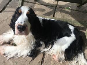 Dolly relaxing in the sun