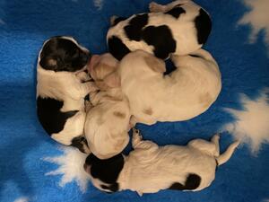 Dolly pups