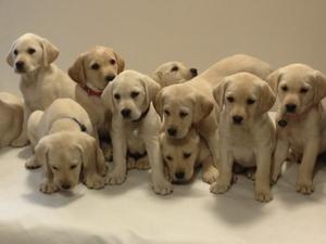 Angel's 2013 Litter