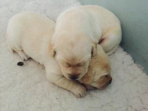 Yellow Labradors