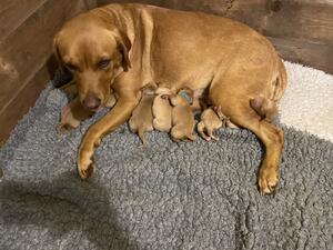 Poppy with last litter