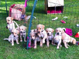 Puppies