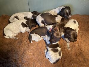 Lovely strong pups taken at 3 weeks old