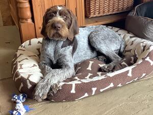 Dog puppy available