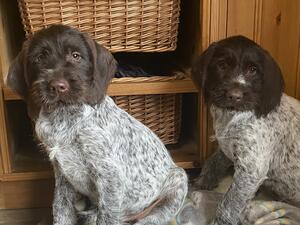 Litter of puppies from fully health tested parents