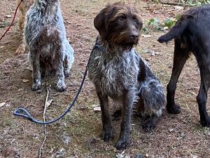 Huntstaff Chatter great retriever and hunter