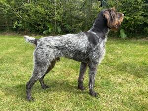 Milvustree Maritimus a lovely Woking Gundog