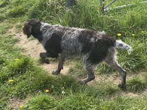 Dam has a fantastic temperament, holds a stro