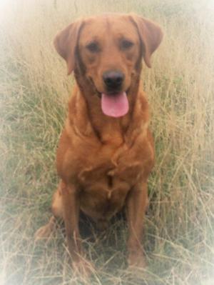 Sire Bickerdyke Scorpois