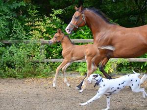Our Dalmatians & Our Arabian Horses