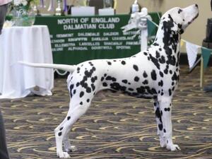 champdogs dalmatian puppies