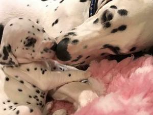 champdogs dalmatian puppies