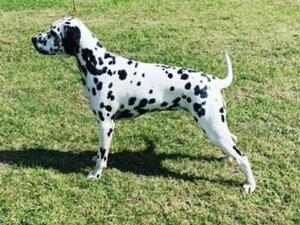 champdogs dalmatian puppies