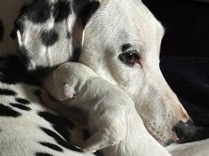 Fifi & her babies