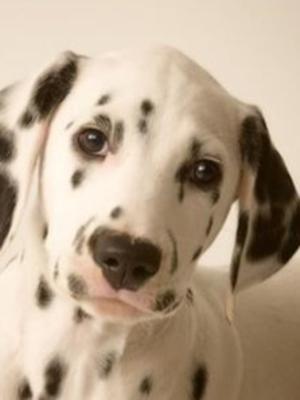SALSUSA LADY BUTTONS (AKA DOLLY AS A PUPPY)