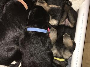 A bundle of pups