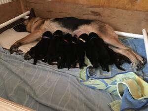 Pups growing fast at 2 weeks