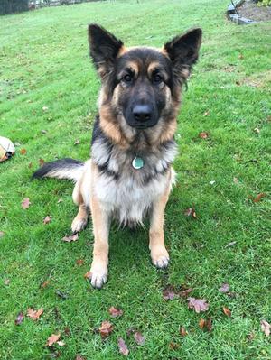 Our black/gold long coat girl over rainbow bridge