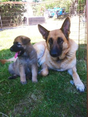 Barbara (mum) and pup