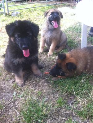 the three girls for sale