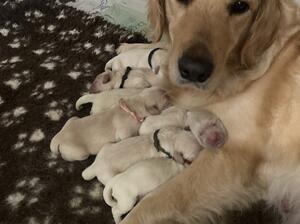 Proud Hazel with her new babies