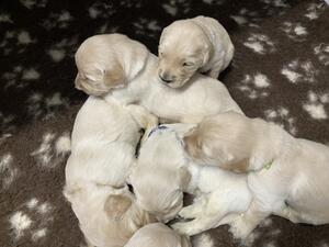 All puppies are now reserved