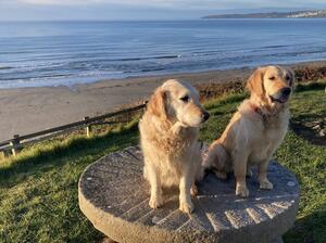 Willow and Hazel