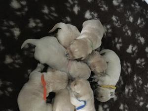 Babies looking very content with fat tummies