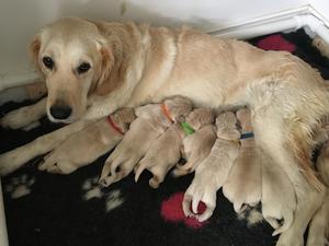 Willow’s litter